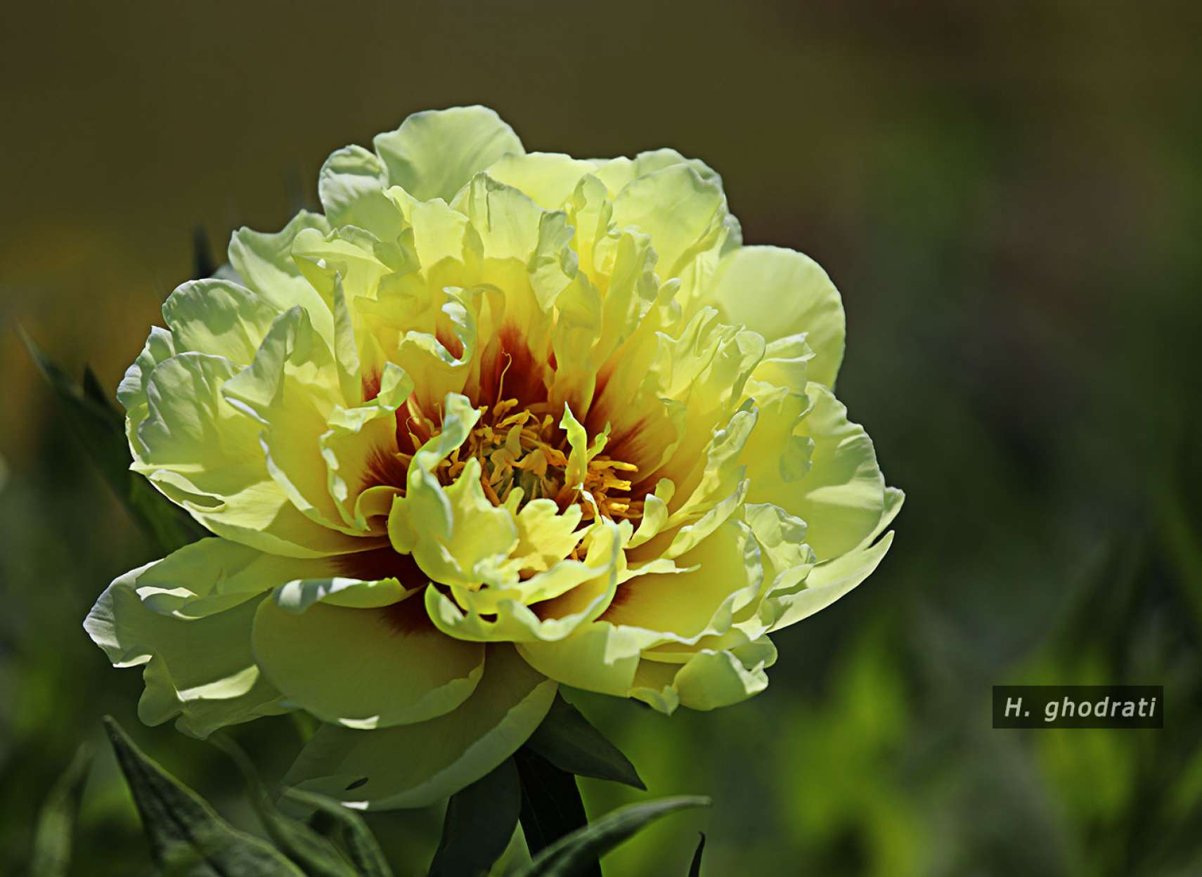 زرد سرخ مزاج