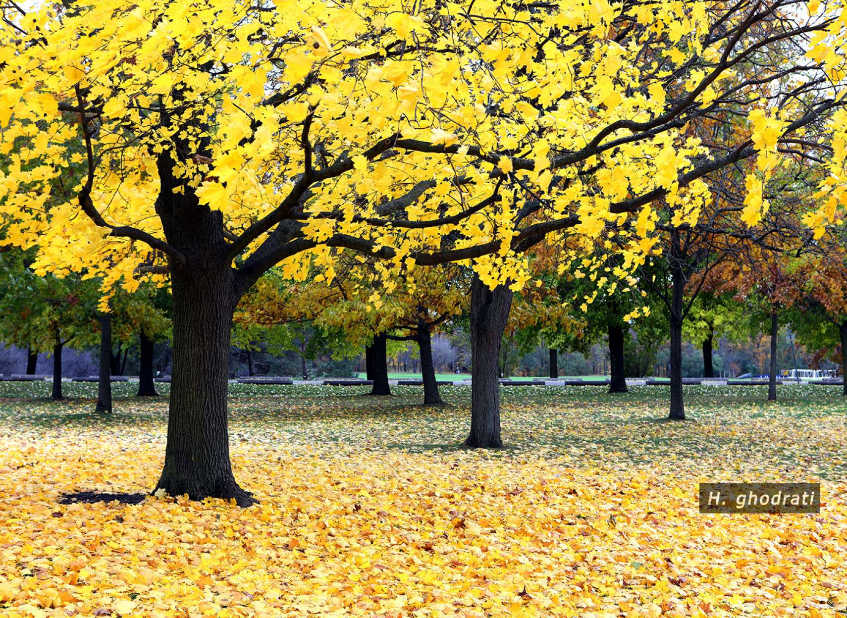 زرد زرد طلایی