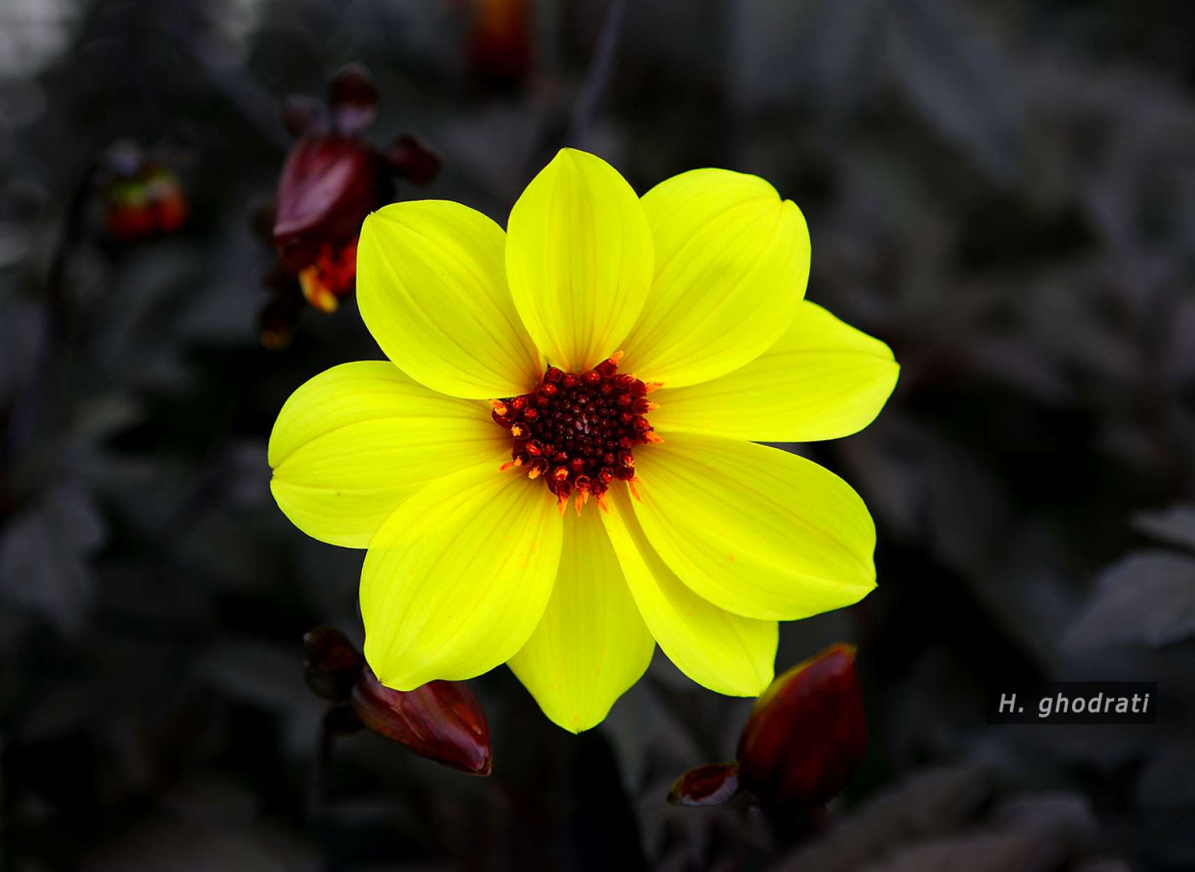 گلبرگ‌های زرد قناری