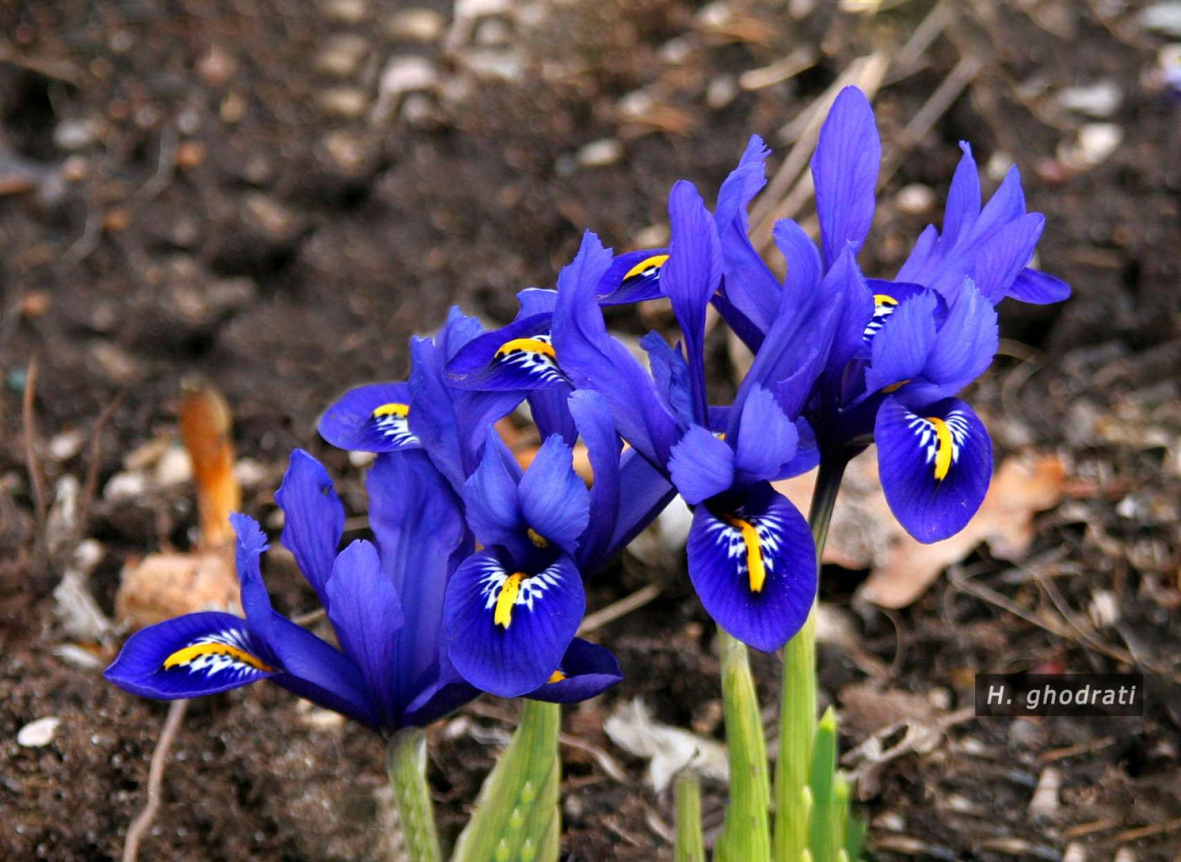 زرد خط روی گل آبی