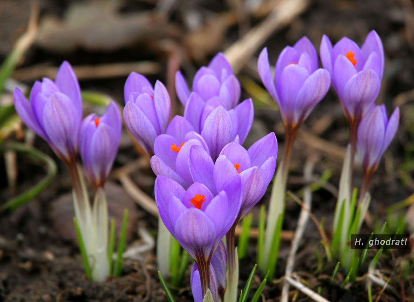 بنفشی زعفرانی