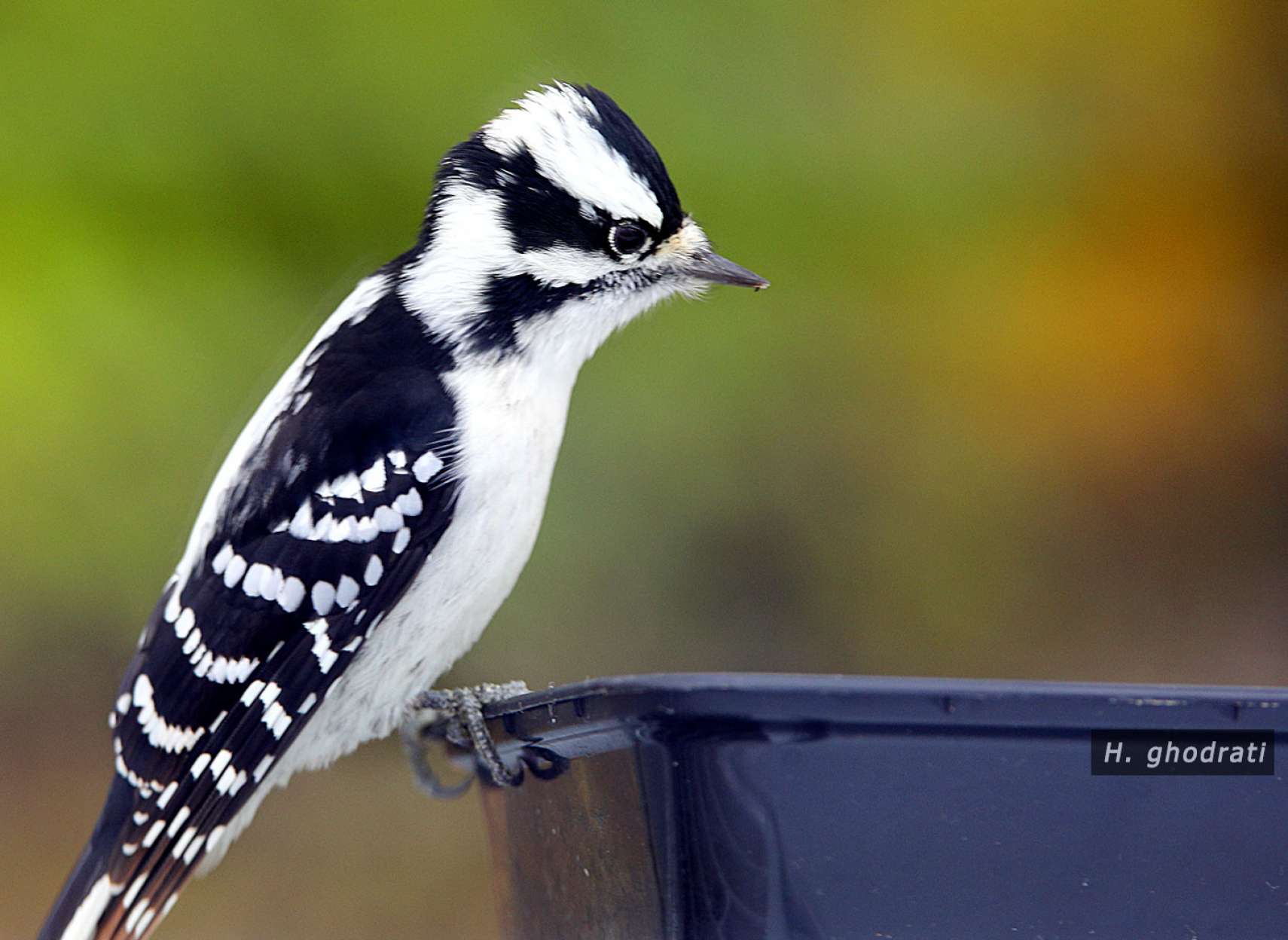 سپید و سیاه نشسته