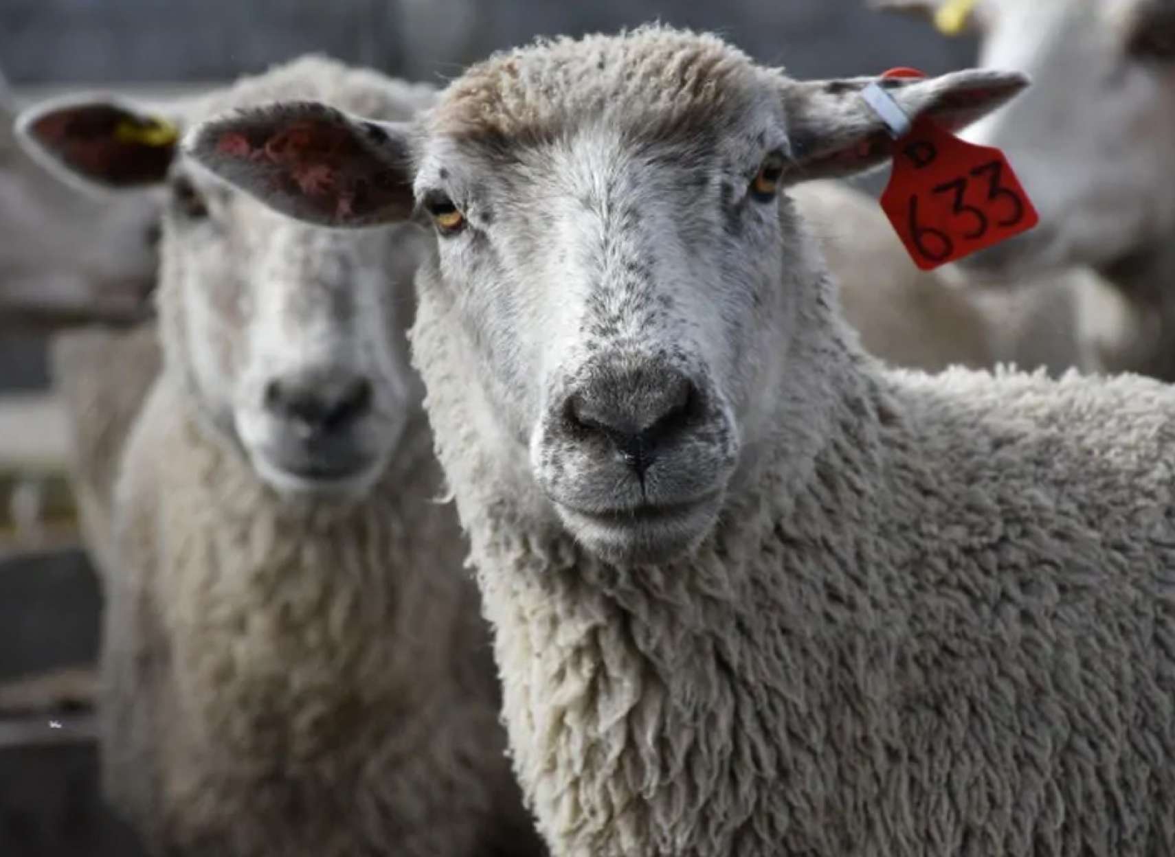 news-daroo-baraye-heivan