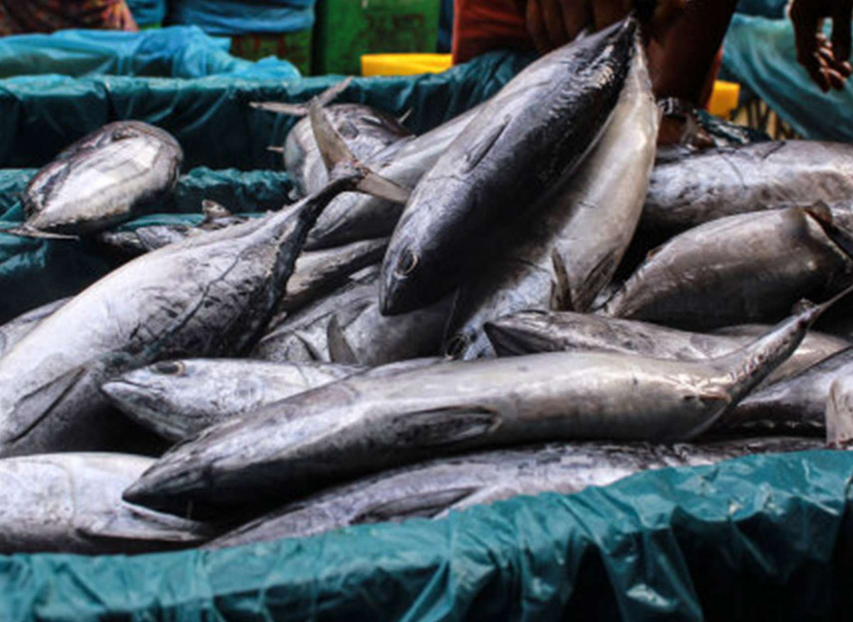 news-etmam-mahi-asia