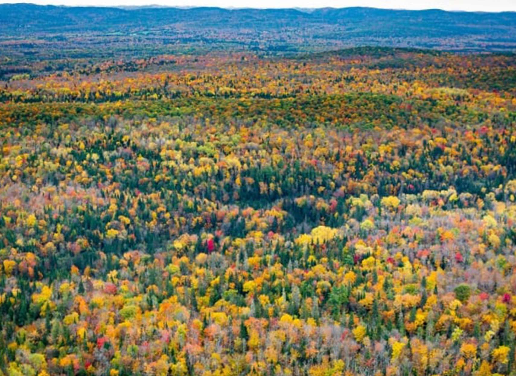 news-ford-cancel-forest