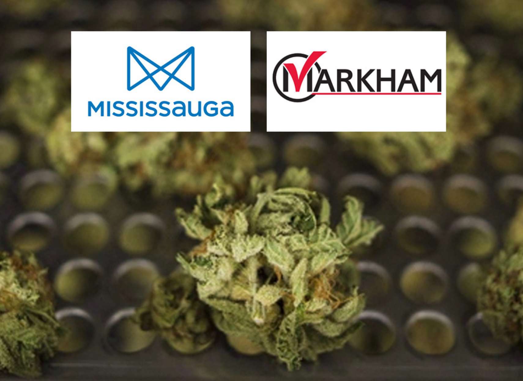 news-mississauga-markham-no-pot