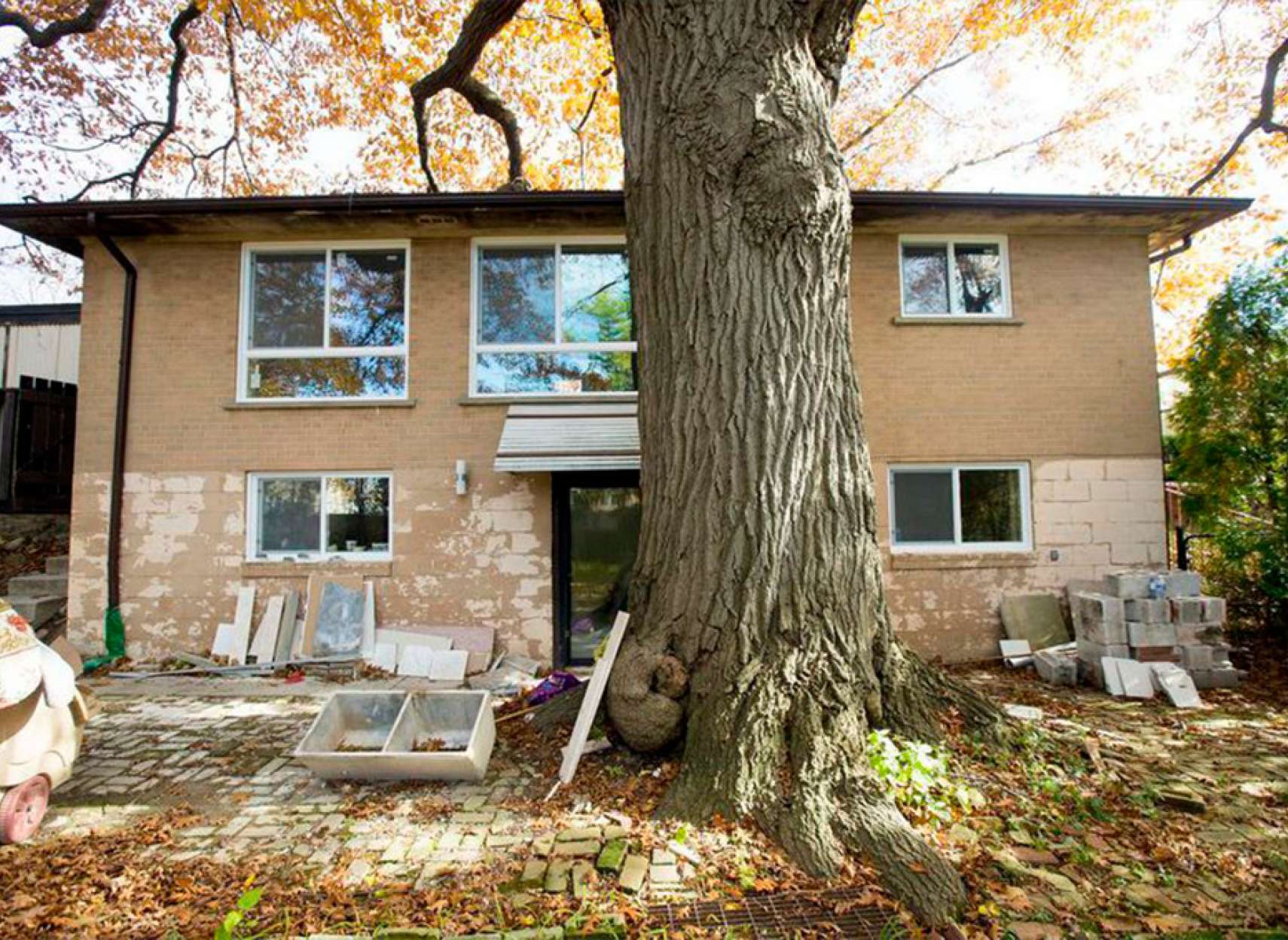 news-old-tree-toronto