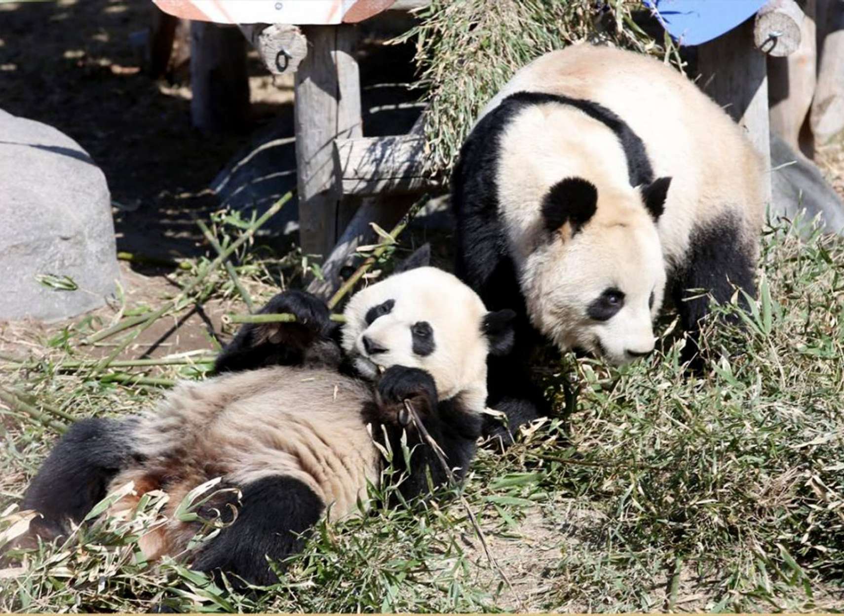 news-panda-toronto-calgary