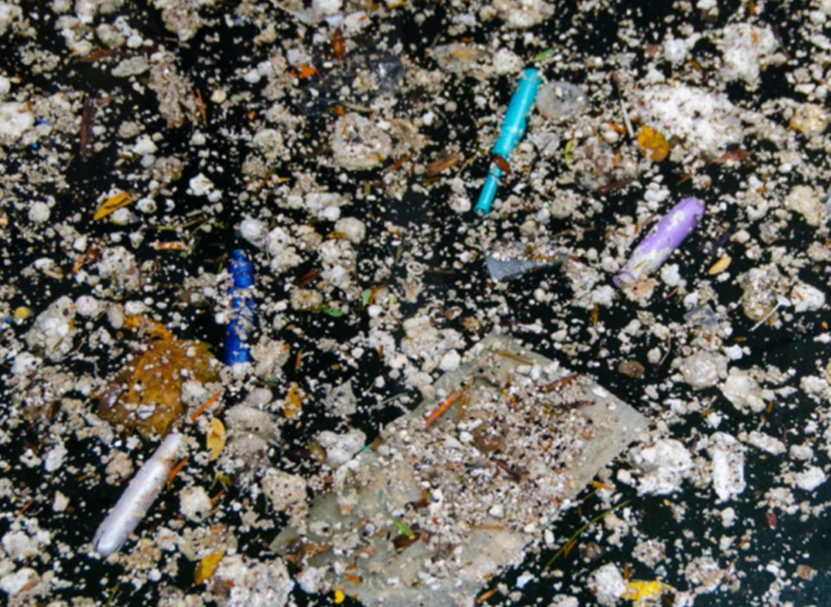 news-toronto-shena-nakonid