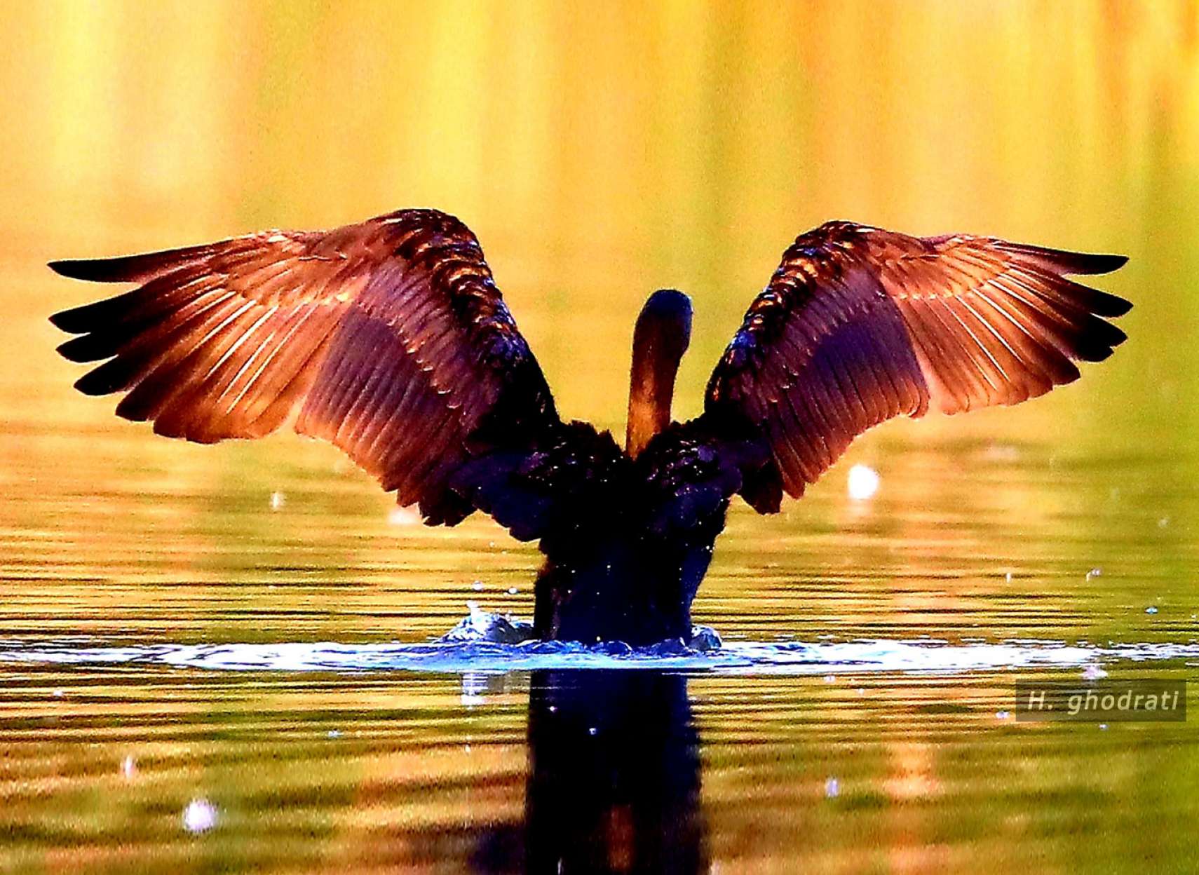 photo-ghodrati-taking-off