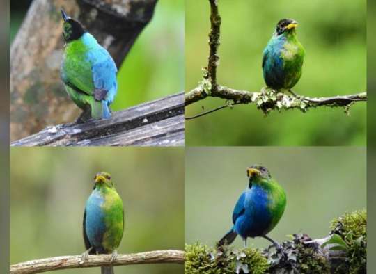 از-عجایب-علم-نه-این-پرنده-فقط-دو-رنگ-نیست-نصف-سبزش-ماده-و-نصف-آبی-آن-نر-است