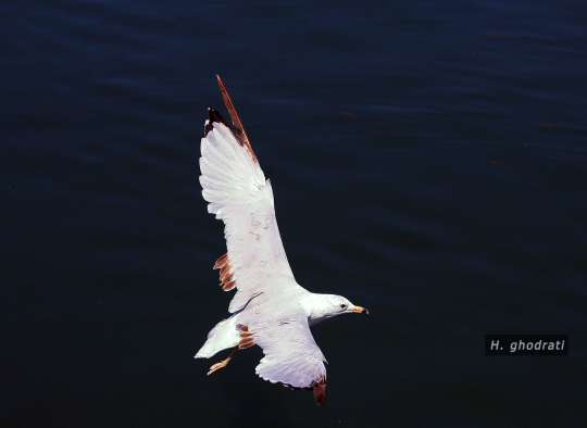 ویراژ آلباتروس