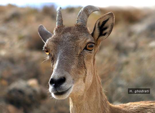 جناب سرکار بز