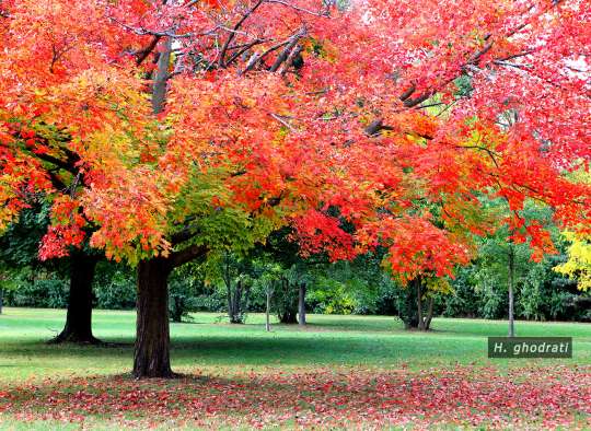 یادی از پاییز