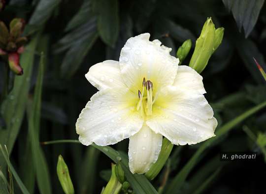 پس از باران