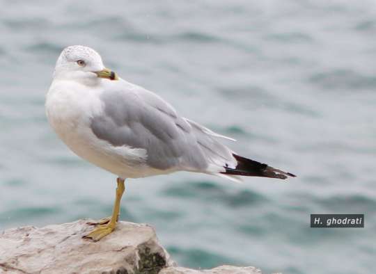 خنک بادی است