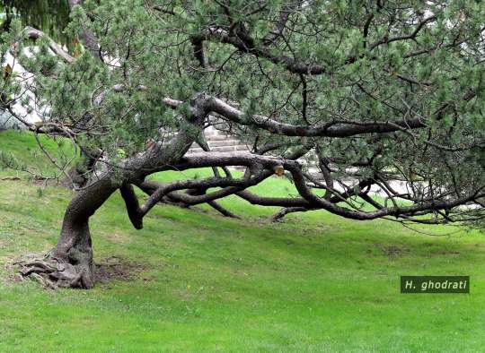 خمش شاخه و زمین