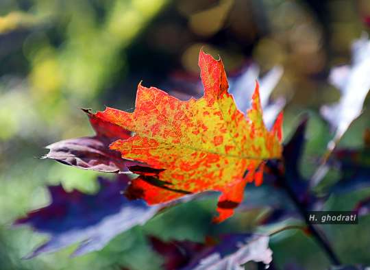 برگی از پائیز