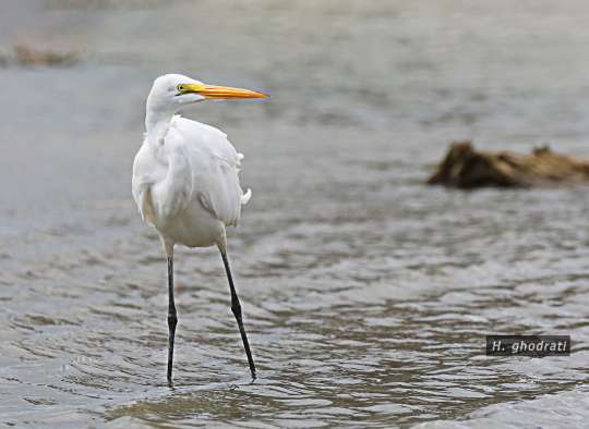 مترصد یک ماهی