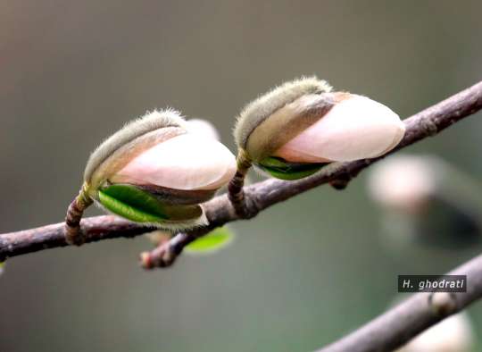 شکوفه‌های پشمالو