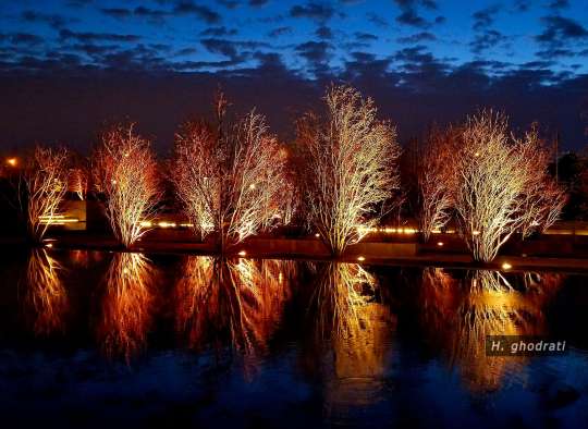 غروب و نور بر درختان