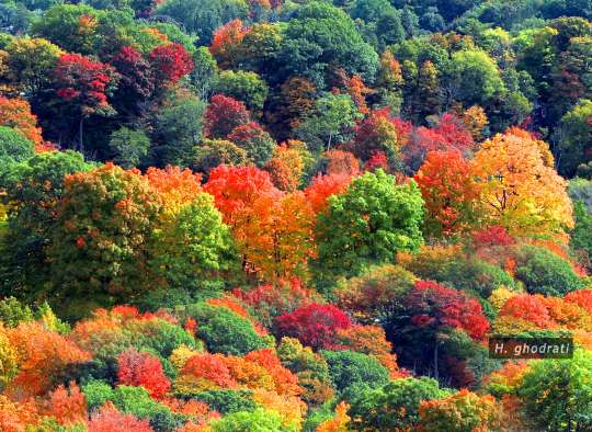 انبوهی از پائیز