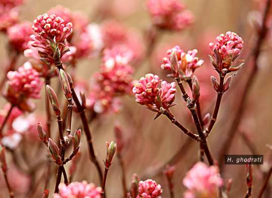 همه لاکی رنگ