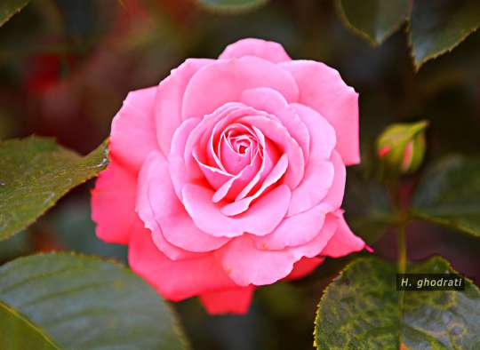 گل صورتی داوودی