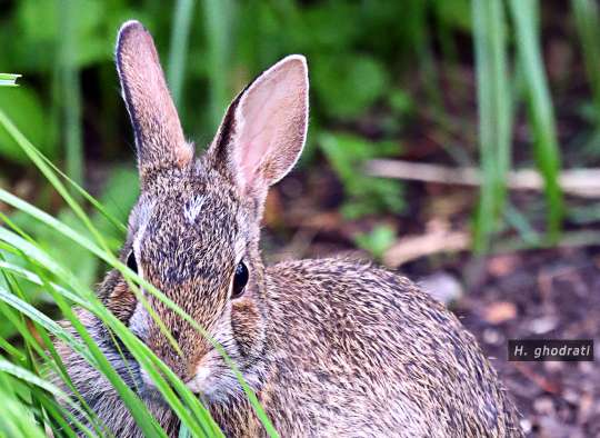 خرگوشک خجالتی