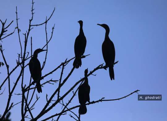 منتظران بر شاخه