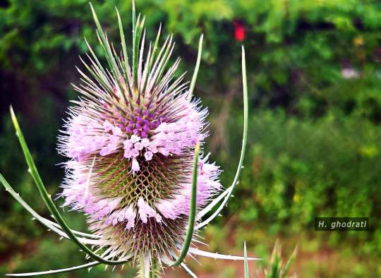 عجیب گلی‌ست