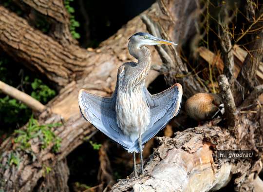در حال حمام آفتاب