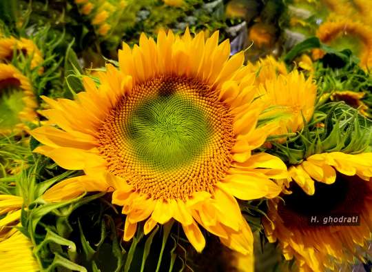 بگرد گل آفتابگردان