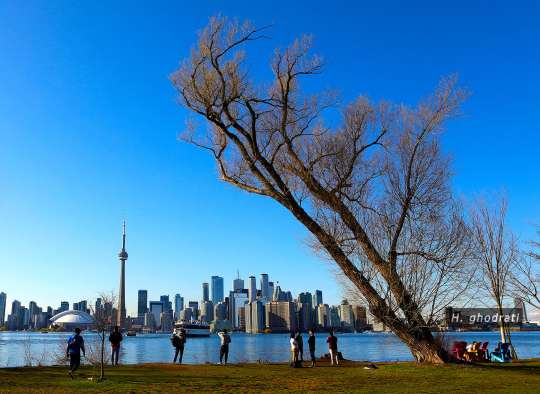 درخت خمیده جزیره تورنتو
