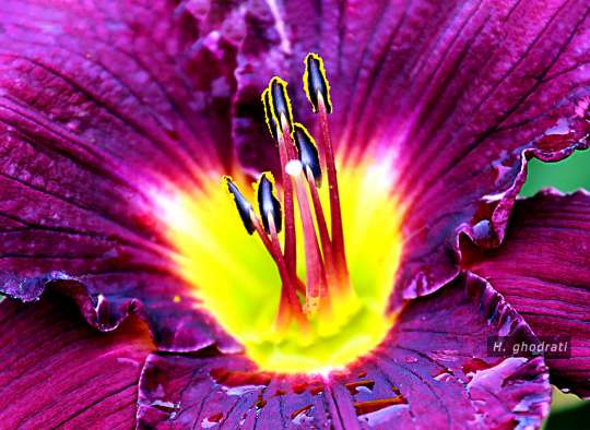 سر بر آورده