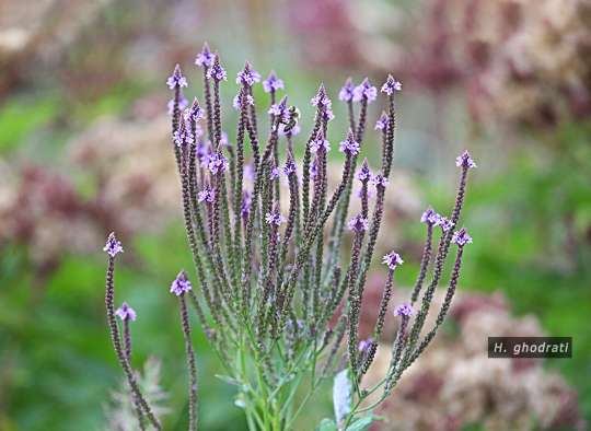 gallery/photo/رو-به-آسمان