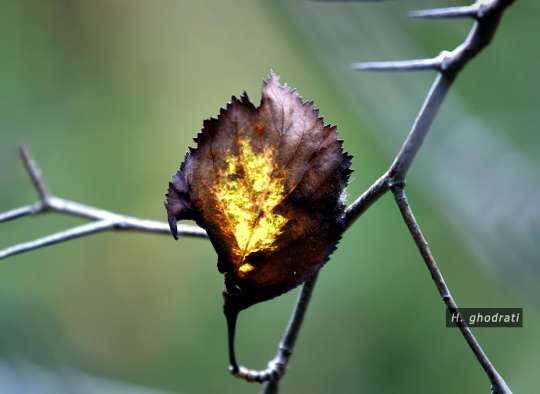 زرد برگ سوخته