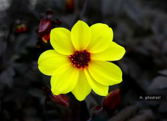 زرد گلی در زمینه تاریک