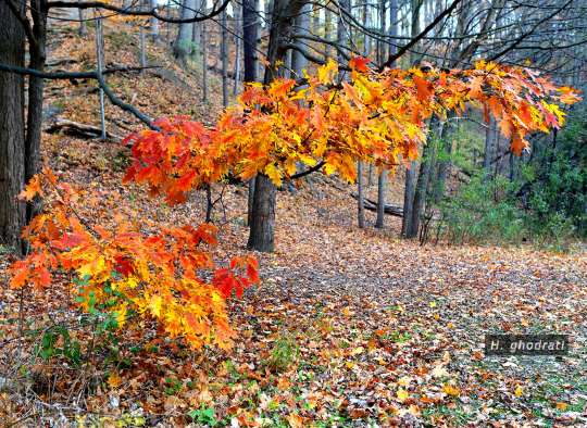 زرد، نارنجی، قرمز