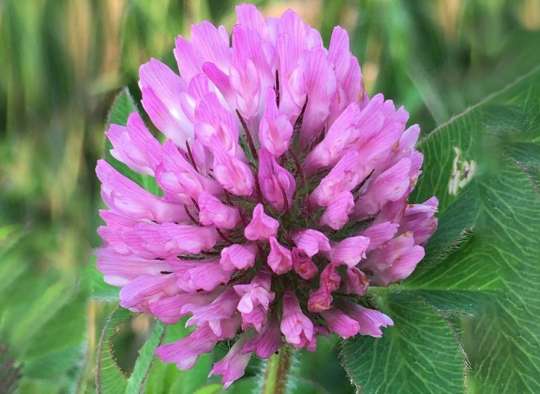 گل صورتی صورتی