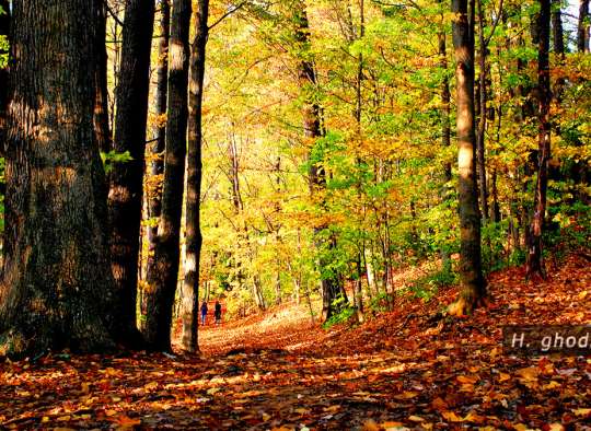 برگ‌های پائیزی کف زمین